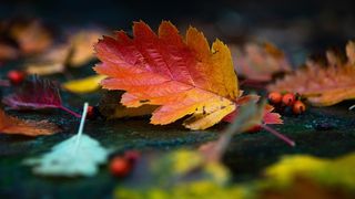 Vreme de toamnă &icirc;n toată țara