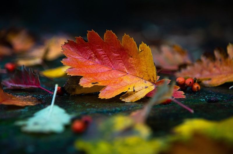 Vreme de toamnă în toată țara