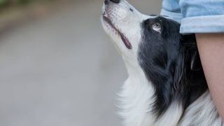 Taxă pentru câine! Orașul din România unde locuitorii plătesc bani pentru câini, chiar dacă nu au unul. Măsura adoptată de mai multe țări