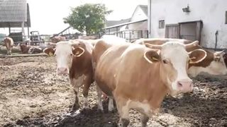 VIDEO Gospodarii de după gratii. Deținuții se transformă în fermieri și asigură hrana penitenciarului