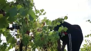 VIDEO Nu are cine să culeagă fructele de toamnă. Criza forței de muncă pune &icirc;n pericol recolta de struguri