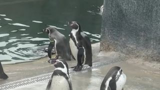 VIDEO Vedetele zilei la Grădina Zoologică din Brașov. Pinguinii, leii de mare și focile au cucerit vizitatorii