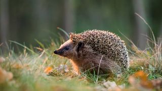 O femeie a ajuns la spital după ce a fost mușcată de un arici, pe care l-a confundat cu o pisică