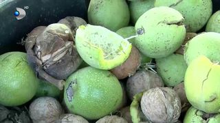 VIDEO Seceta a făcut ravagii: nuci mai puține și mai scumpe