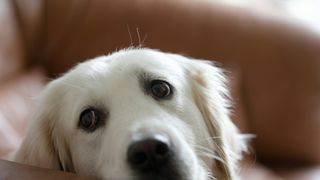 C&acirc;inele a anunțat că a murit! Animalul a fugit la prietenii bărbatului și le-a arătat cadavrul rom&acirc;nului: &bdquo;Cei doi erau inseparabili&rdquo;