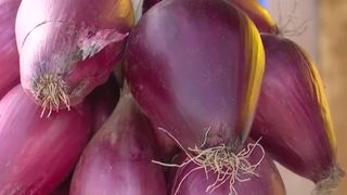 VIDEO &bdquo;E o raritate&rdquo;. Festivalul Cepei de Apă