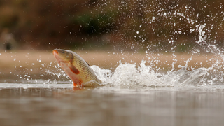 (P) Lansete pentru crap: lungime, putere și acțiune &ndash; ce alegi pentru bălți și lacuri?