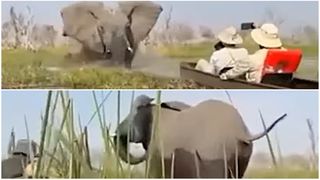 Două cupluri au fost atacate de un elefant, &icirc;n timpul unei plimbări cu canoe, &icirc;n Botswana