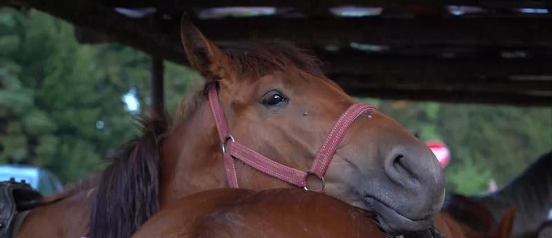 La pas prin Brașov, inima României