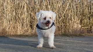 Caz revoltător în Constanța! Un bărbat a tras cu un pistol asupra unui câine de talie mică, care nu era agresiv. Ce au descoperit polițiștii