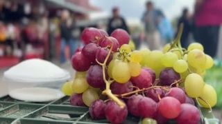 VIDEO C&acirc;nd devin strugurii periculoși