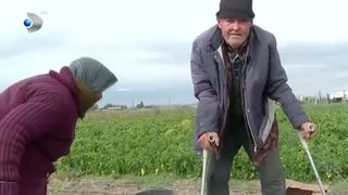 VIDEO Bătrânii din Buzău, muncă grea pe câmp. Se chinuie să strângă recolta pe vânt și ploaie pentru a face un ban: "Dacă nu muncim, nu avem ce pune pe masă"