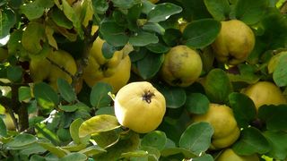 Rețetă de dulceață de gutui