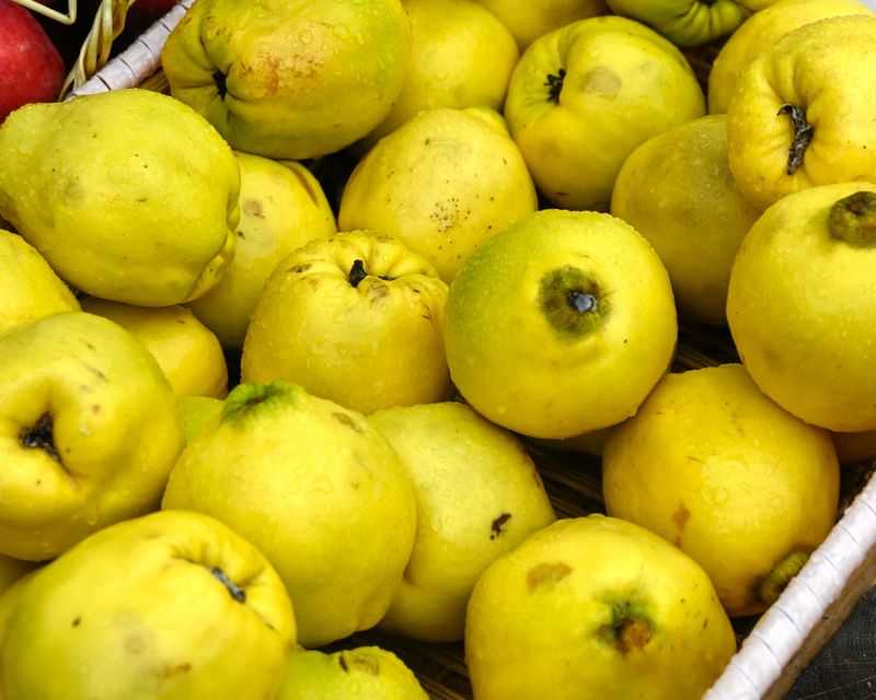 Peltea de gutui 