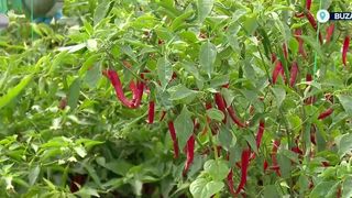 VIDEO &bdquo;E singurul care necesită echipament de protecție&rdquo;. Cel mai iute ardei din lume, creat la Buzău