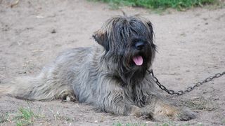 Lege nouă pentru proprietarii de c&acirc;ini. Ce nu mai au voie să facă și ce amenzi riscă dacă nu respectă noile reguli