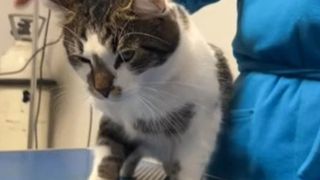 O femeie fără drept de practică a mutilat câini și pisici în Cluj-Napoca