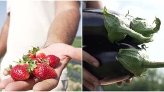 Căpșuni și vinete