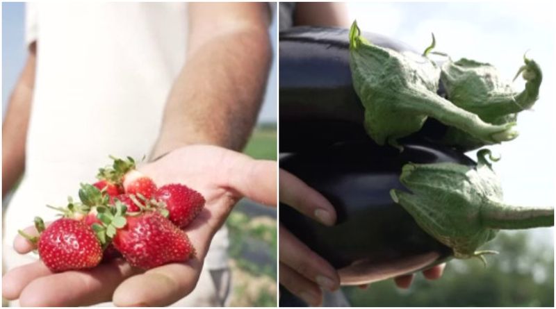 Căpșuni și vinete