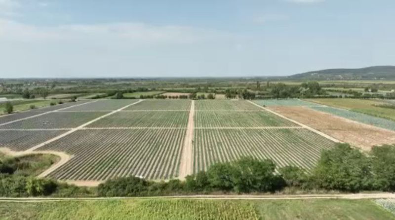 Pământul pe care frații Hotca muncesc