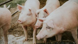 Femei împușcate și aruncate la porci: „Când sunt destul de flămânzi, vor mânca orice”. Cum s-a aflat de ororile care aveau loc în cușca animalelor