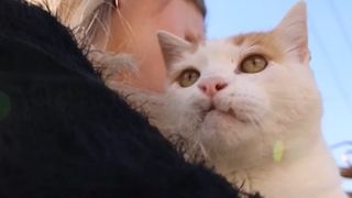 VIDEO Noi mărturii cutremurătoare &icirc;n cazul medicului veterinar fals din Cluj care a ucis și mutilat mai multe animale: &bdquo;Mi-au zis că altcineva nu poate să facă manoperele respective&rdquo;