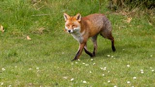 Vulpe turbată în Ungaria. Autoritățile maghiare dau vina pe români