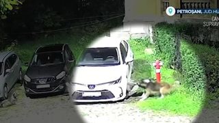 VIDEO Câinii au mușcat din mașina parcată