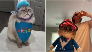 VIDEO Motanul Gus, vedetă pe internet