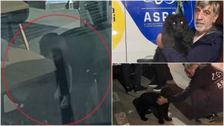 VIDEO Cățelul bătut cu bestialitate de stăpân într-un restaurant din București a fost preluat de ASPA