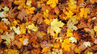 Prognoza meteo pentru noiembrie 2025: Cum va fi vremea în ultima lună de toamnă