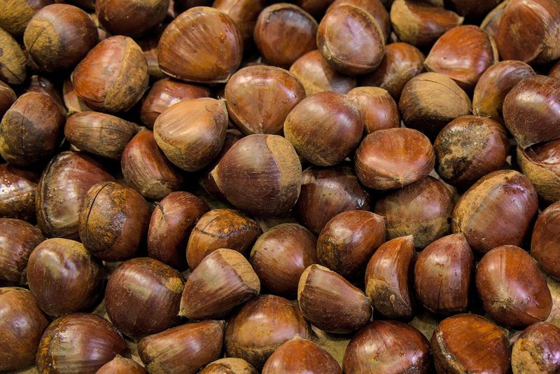 Castanul comestibil crește și în Maramureș