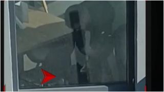 VIDEO Cățel de 10 luni, bătut cu pumnii și palmele de stăpânul său, patron de restaurant în București