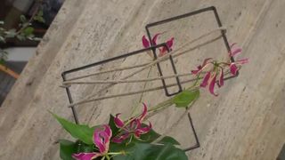 Festival japonez și cursuri de kimono