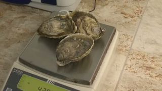 VIDEO Stridiile s-au adaptat de minune în Marea Neagră