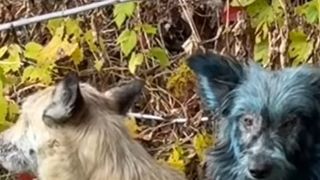 cernobîl, caini, animale abandonate 