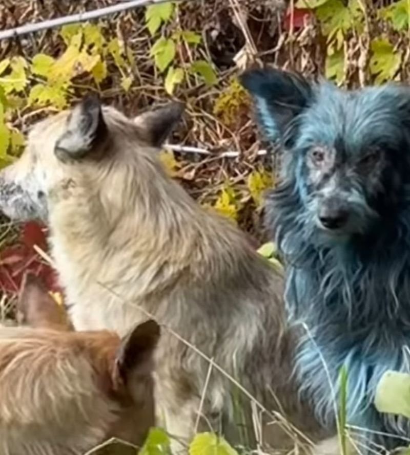 cernobîl, caini, animale abandonate 