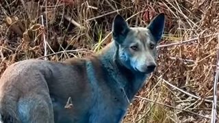 cernobîl, caini, animale abandonate 