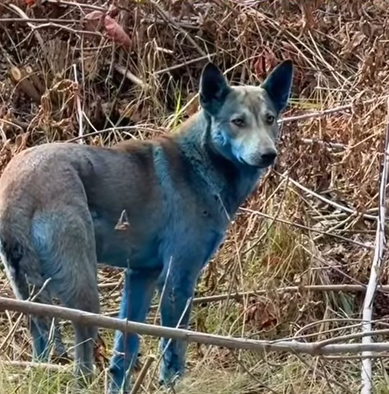 cernobîl, caini, animale abandonate 