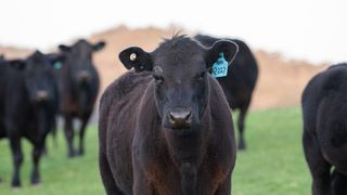 Cât costă un vițel Angus cu certificat de origine?