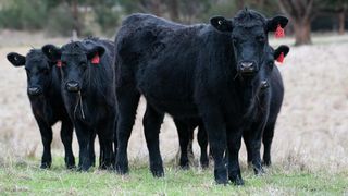 Cât costă un vițel Angus cu certificat de origine?