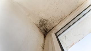 Ce poți face dacă ai igrasie și mucegai &icirc;n casă