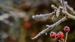 Luna noiembrie - Brumar