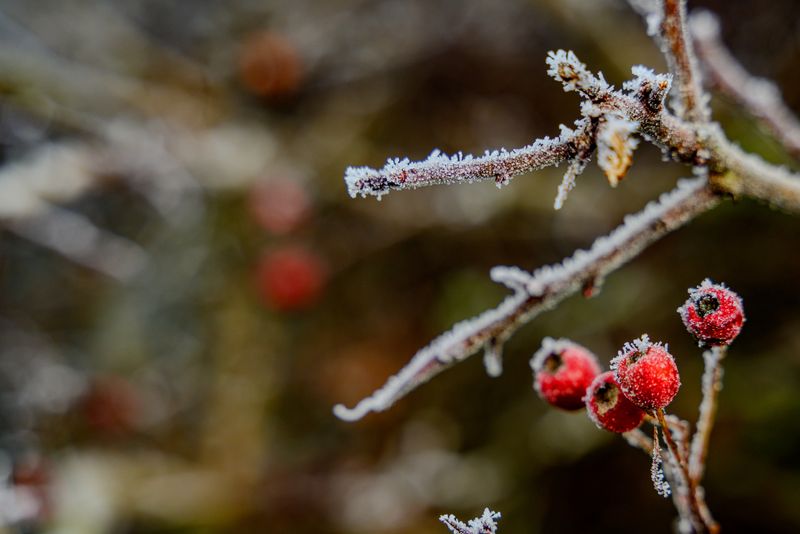 Luna noiembrie - Brumar