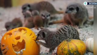 VIDEO Suricatele din Scoția, petrecere de Halloween