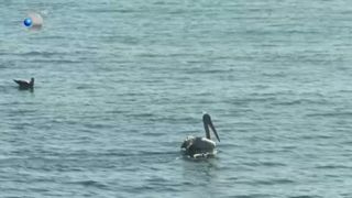 VIDEO Pelicanii din Delta Dunării aleg să rămână pe litoralul Constanței