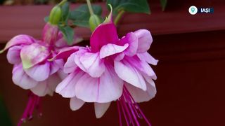 VIDEO &bdquo;&Icirc;mi plac foarte mult&rdquo;.  Expoziția florilor de toamnă la Grădina Botanică din Iași