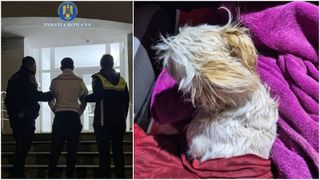 S-a certat cu soția și a aruncat câinele familiei pe geam. Ce s-a întâmplat cu animalul care s-a prăbușit de la etajul doi