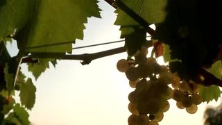 VIDEO Ce faci în weekend, cu Claudia Costandiș. Distracție și vinuri de calitate la Dealu Mare