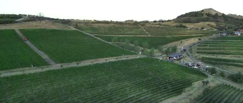 Distracție și vinuri de calitate la Dealu Mare